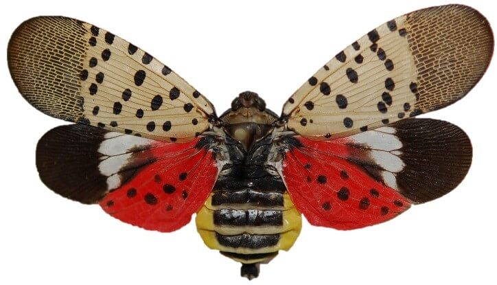 Spotted lanternfly (Lycorma delicatula) winged adult