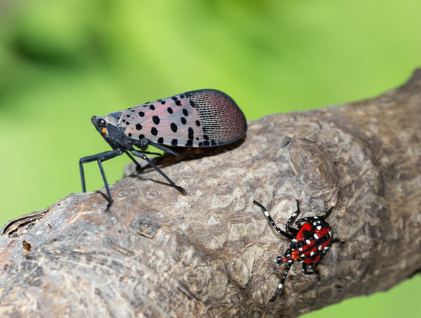 Spotted lanternfly (Lycorma delicatula) winged adult and young nymph