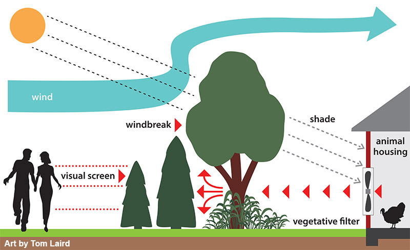 Buffer Graphic by Tom Laird