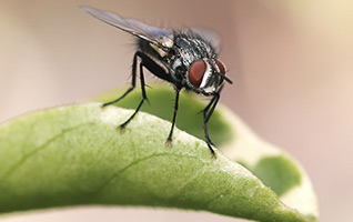 fly on leaf