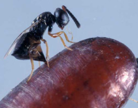 wasp laying eggs