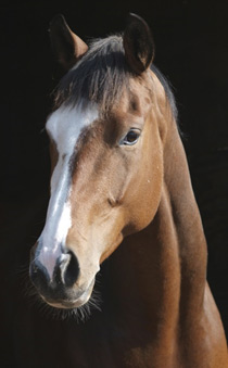 full horse head photo