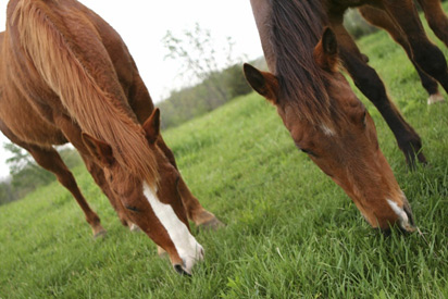 horses eating grass