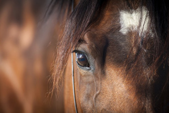 horse head close up photo